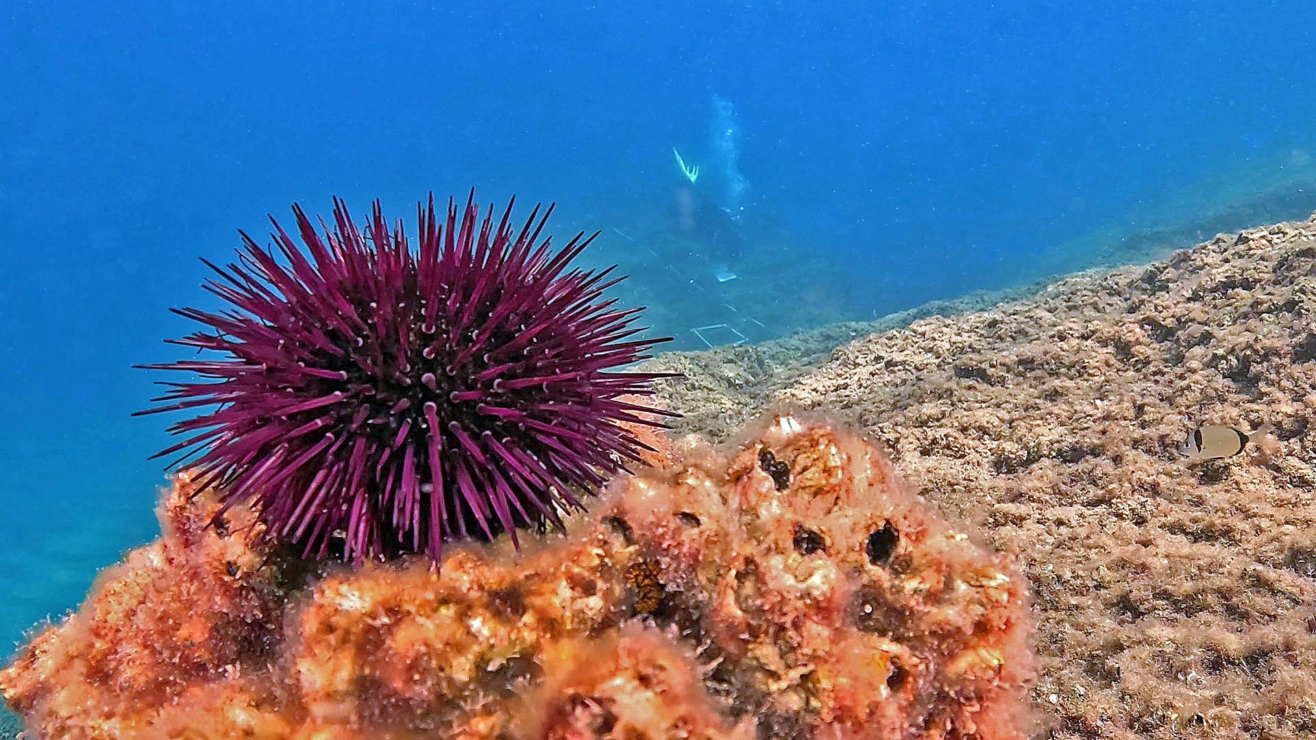 Ricci di mare