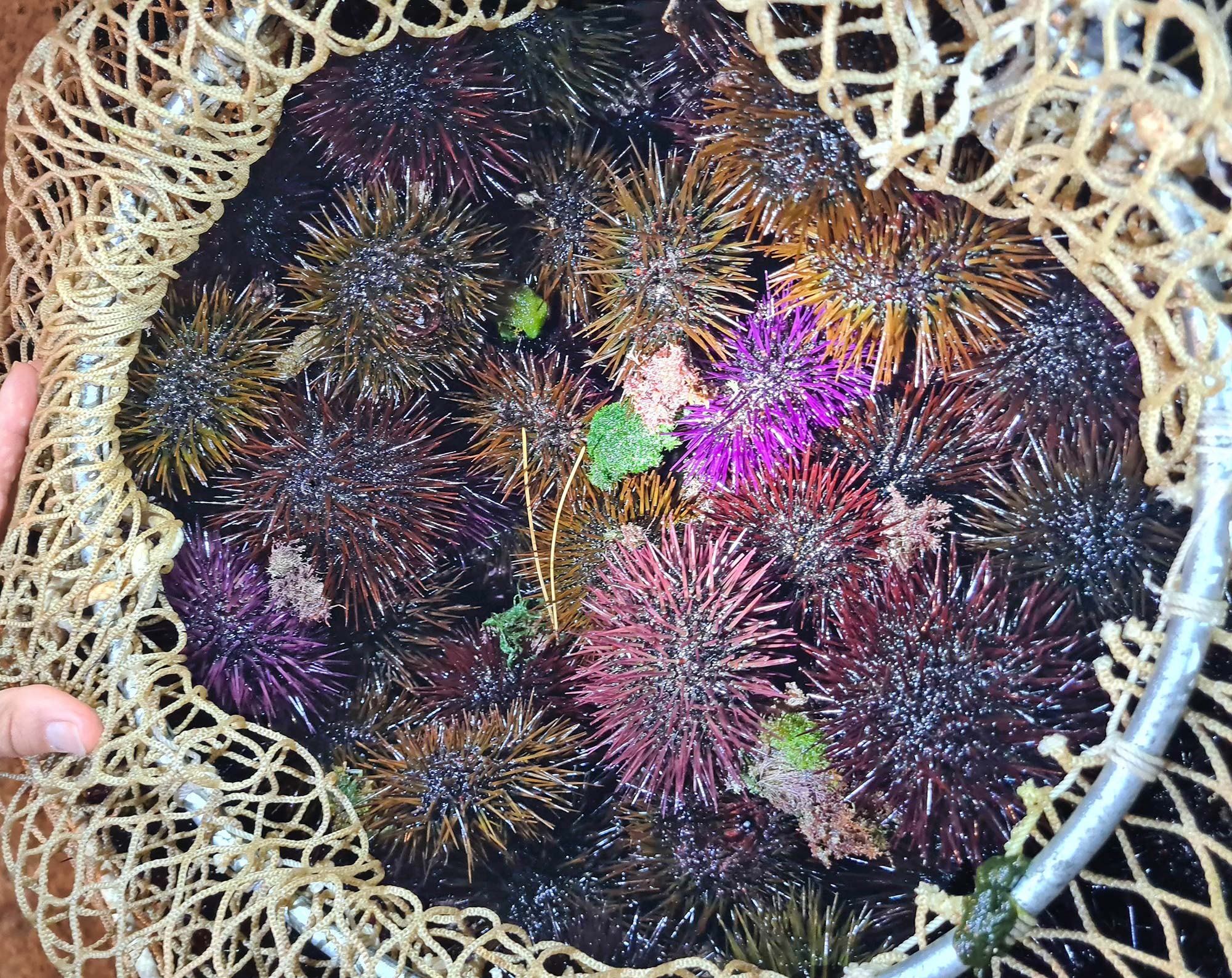 Ricci di mare
