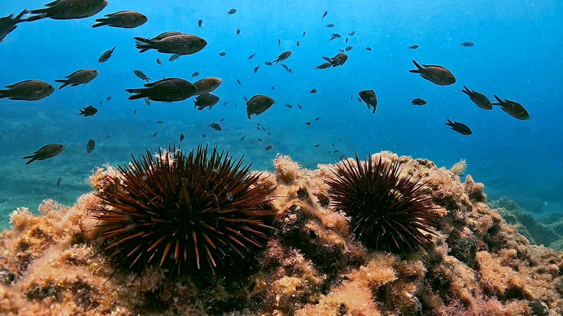 Ricci di mare
